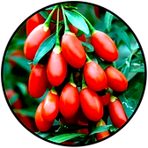 Goji circle.png
