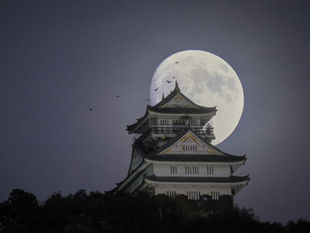 Moonlit Reverie: Edo Echoes in Flight – Ng Hon Kuen's Award- Winning Nature & Experimental Photography