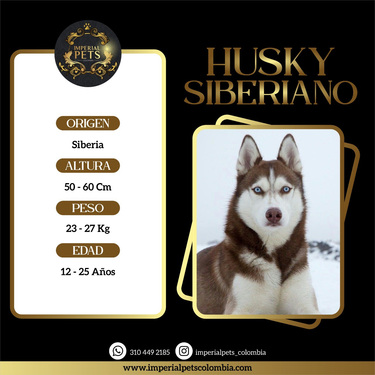 HUSKY SIBERIAN