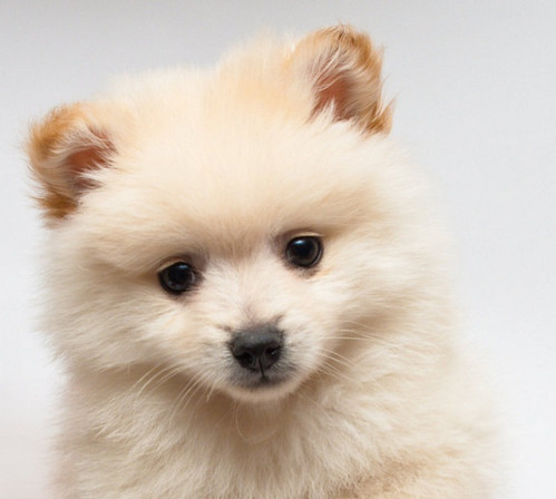 Pomerania Lulu Imperial Pets Colomb