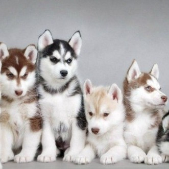 Husky Siberian Imperial Pets Colomb