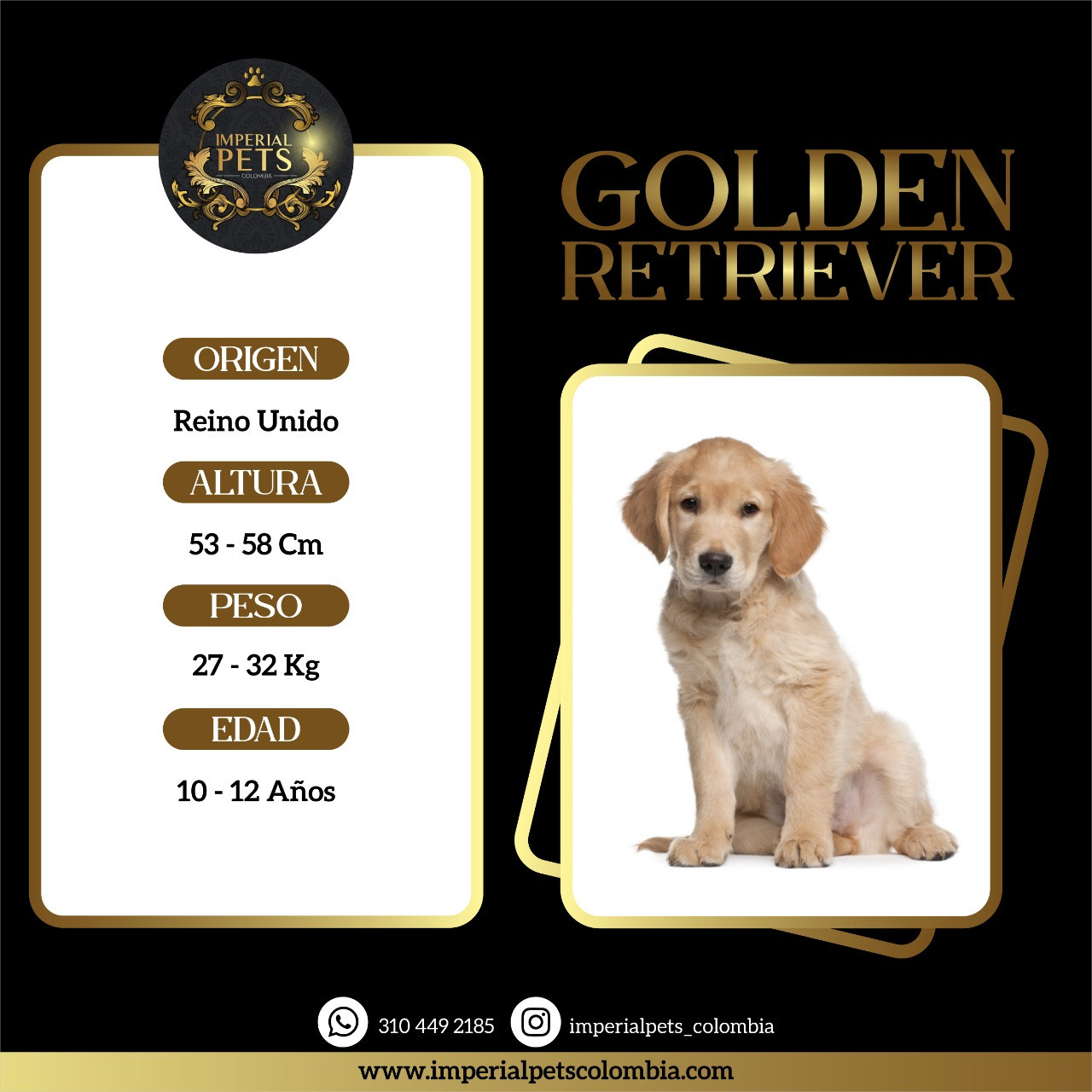 GOLDEN RETRIEVER