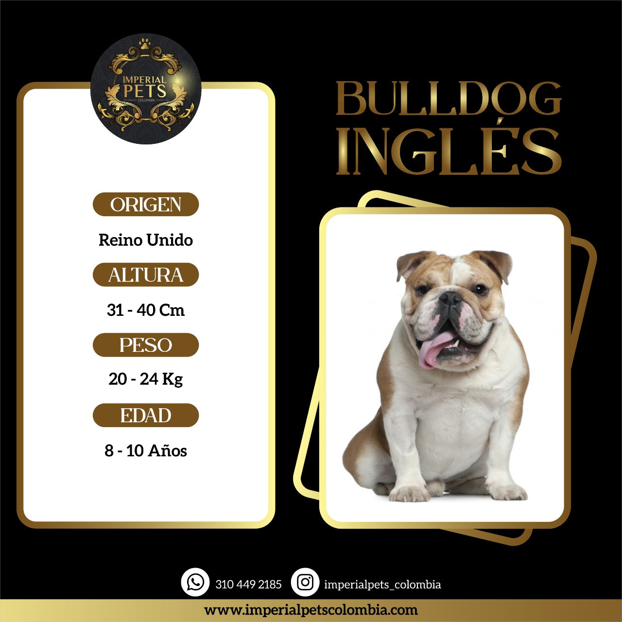 BULLDOG INGLES