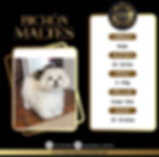 Venta de mascotas | Criadero Imperial Pets