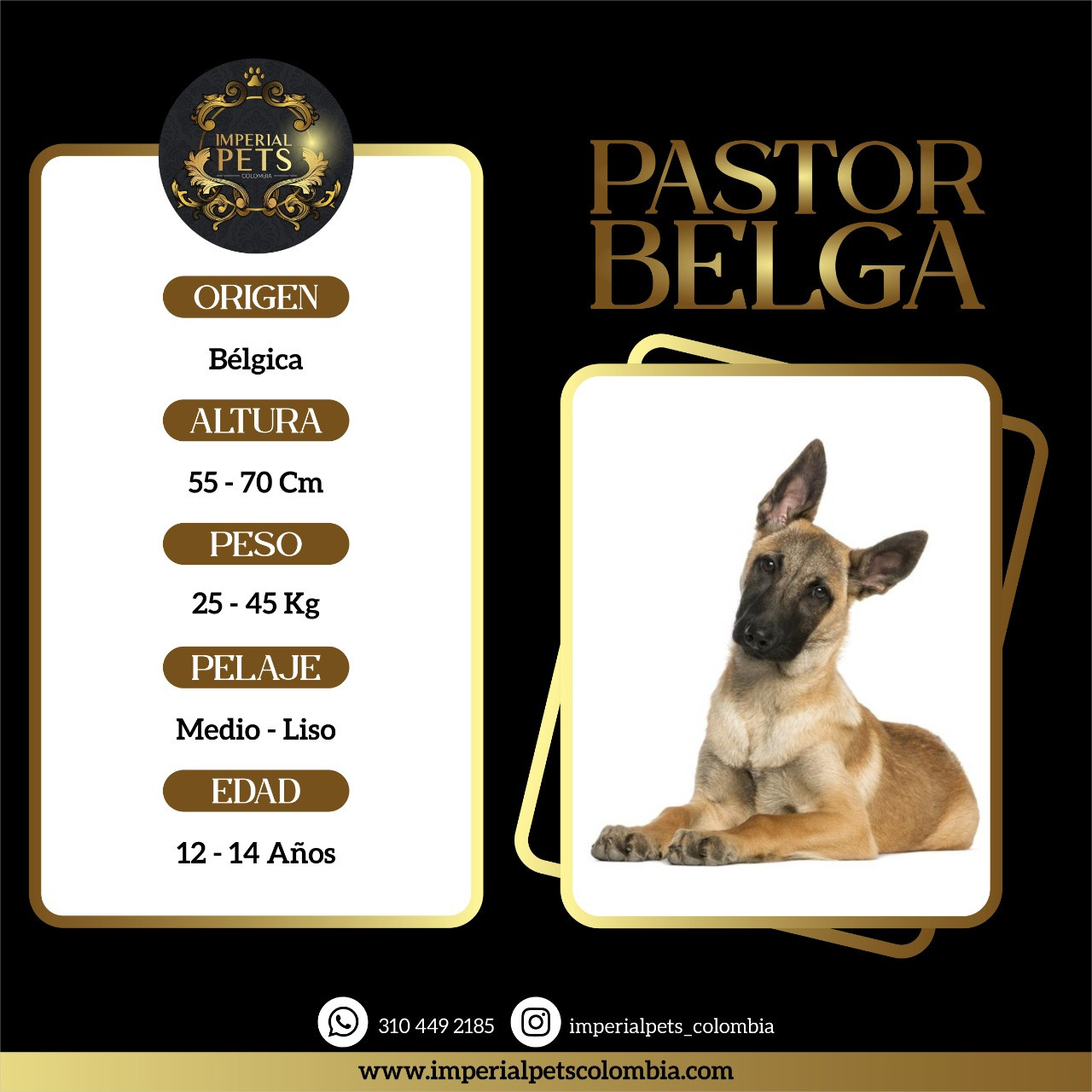 PASTOR BELGA