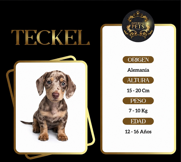 Venta de Cachorros Teckel | Criadero Imperial Pets