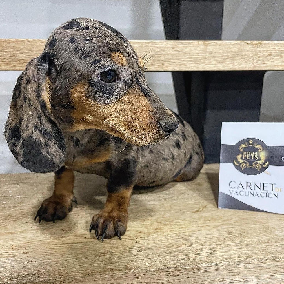 Miniatura: Teckel Arlequin Medellin