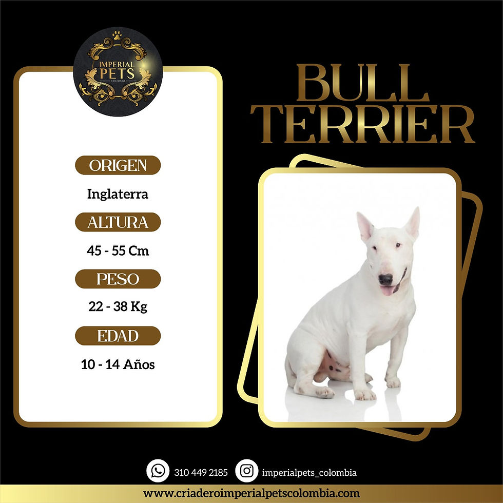 Venta de Bullterrier