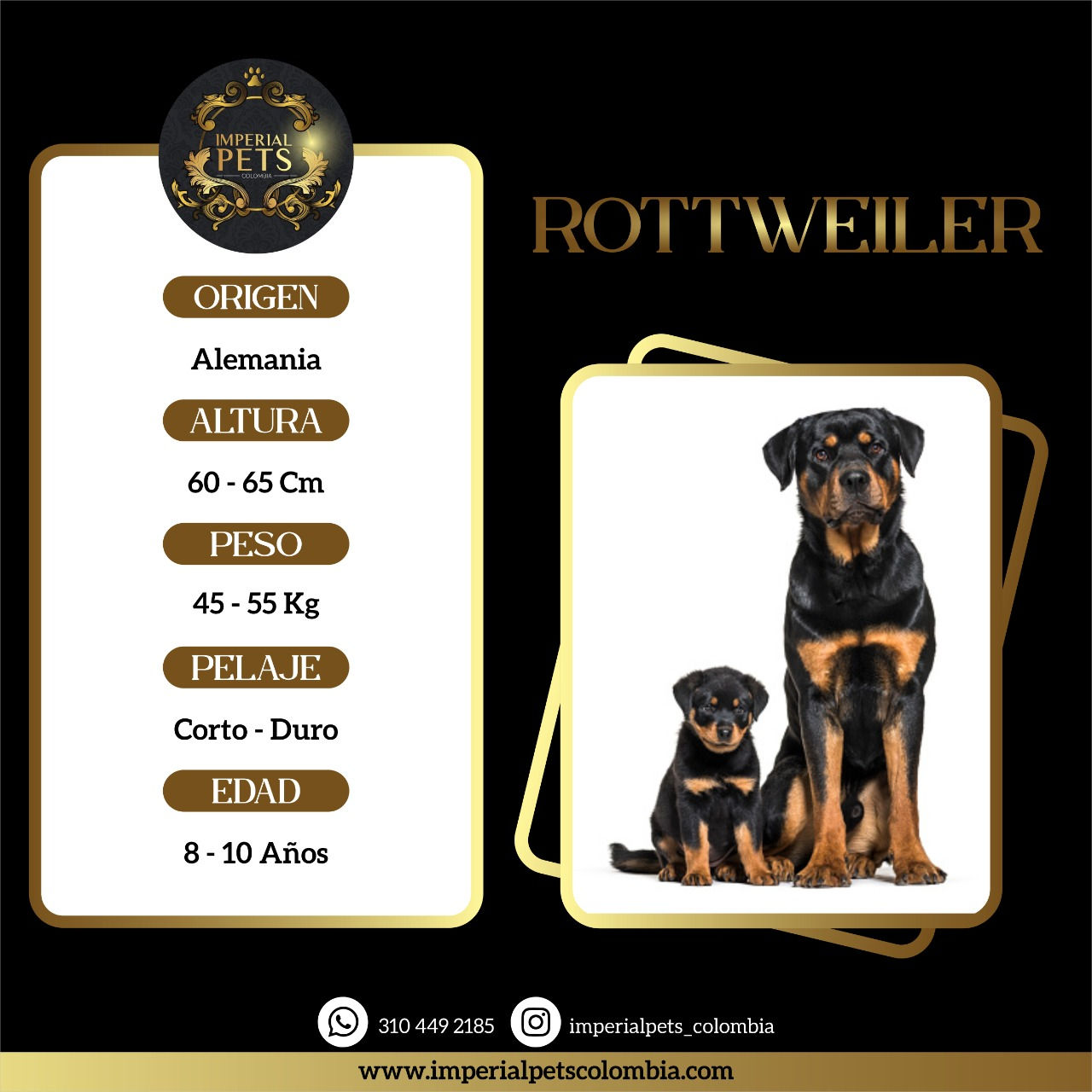 ROTTWEILER