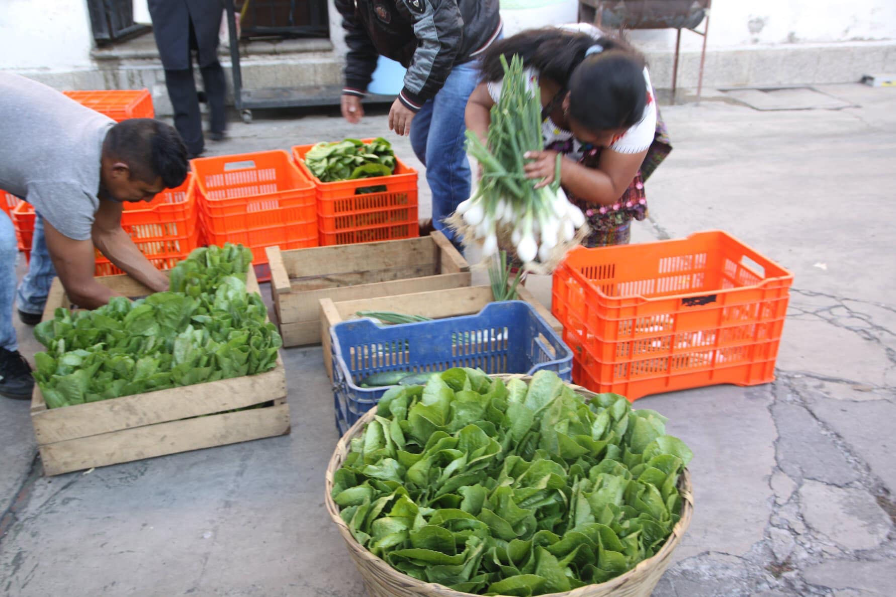 Gardener Salary (1 month)