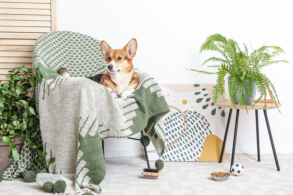 With the unconditional love they bring, pets make our homes warmer — both literally, and figuratively. So, it is our responsibility to make sure our design decisions not only align with our preferences, but also accommodate the needs of our furry friends. This ensures your interior is comfortable for your pets — but also visually aesthetic. In this blog post, we share our top pet-friendly interior design ideas to create a home that matches your design preferences and is safe for your pets!