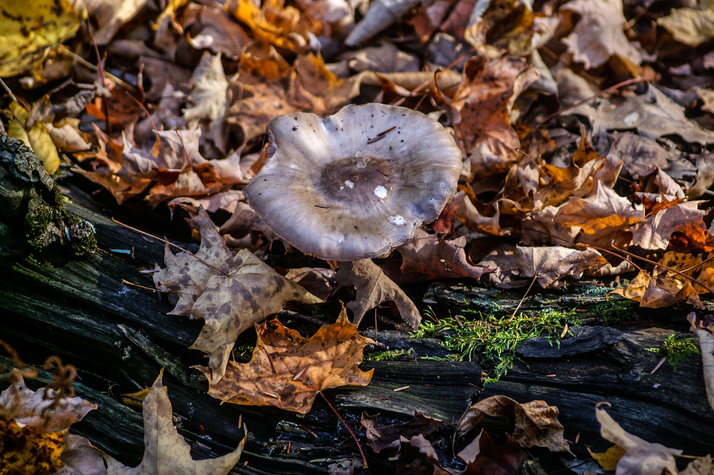 Pennsylvania Forest