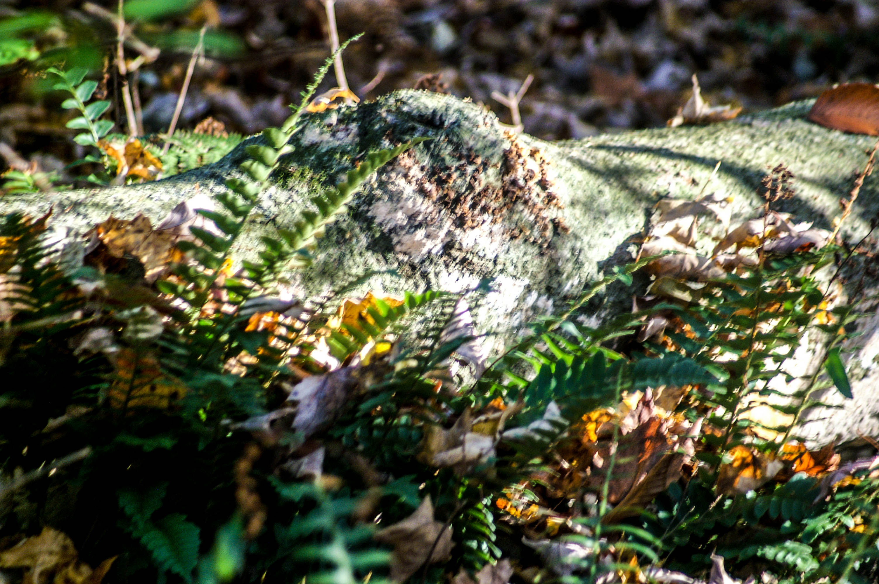 Pennsylvania Forest