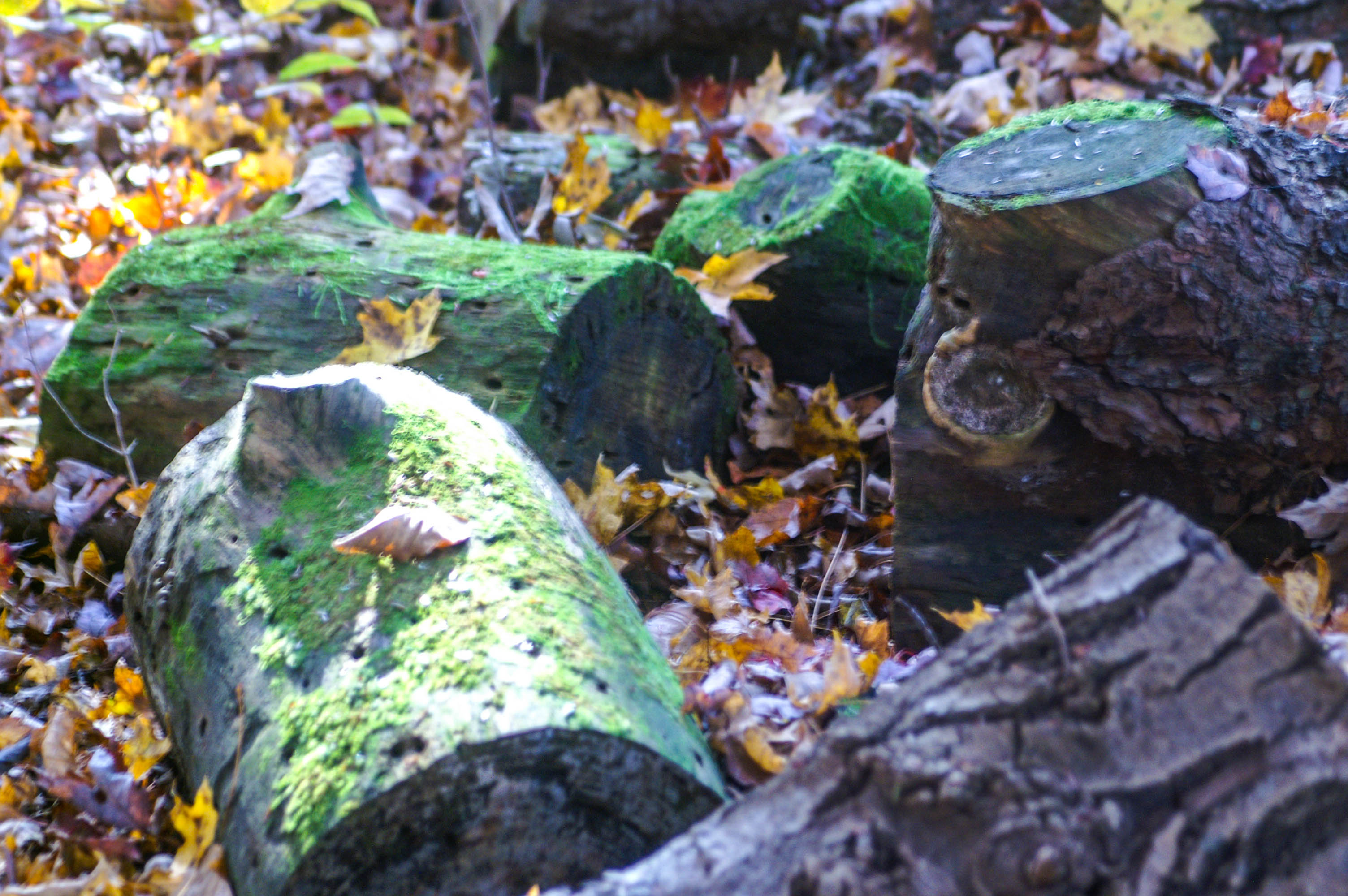 Pennsylvania Forest