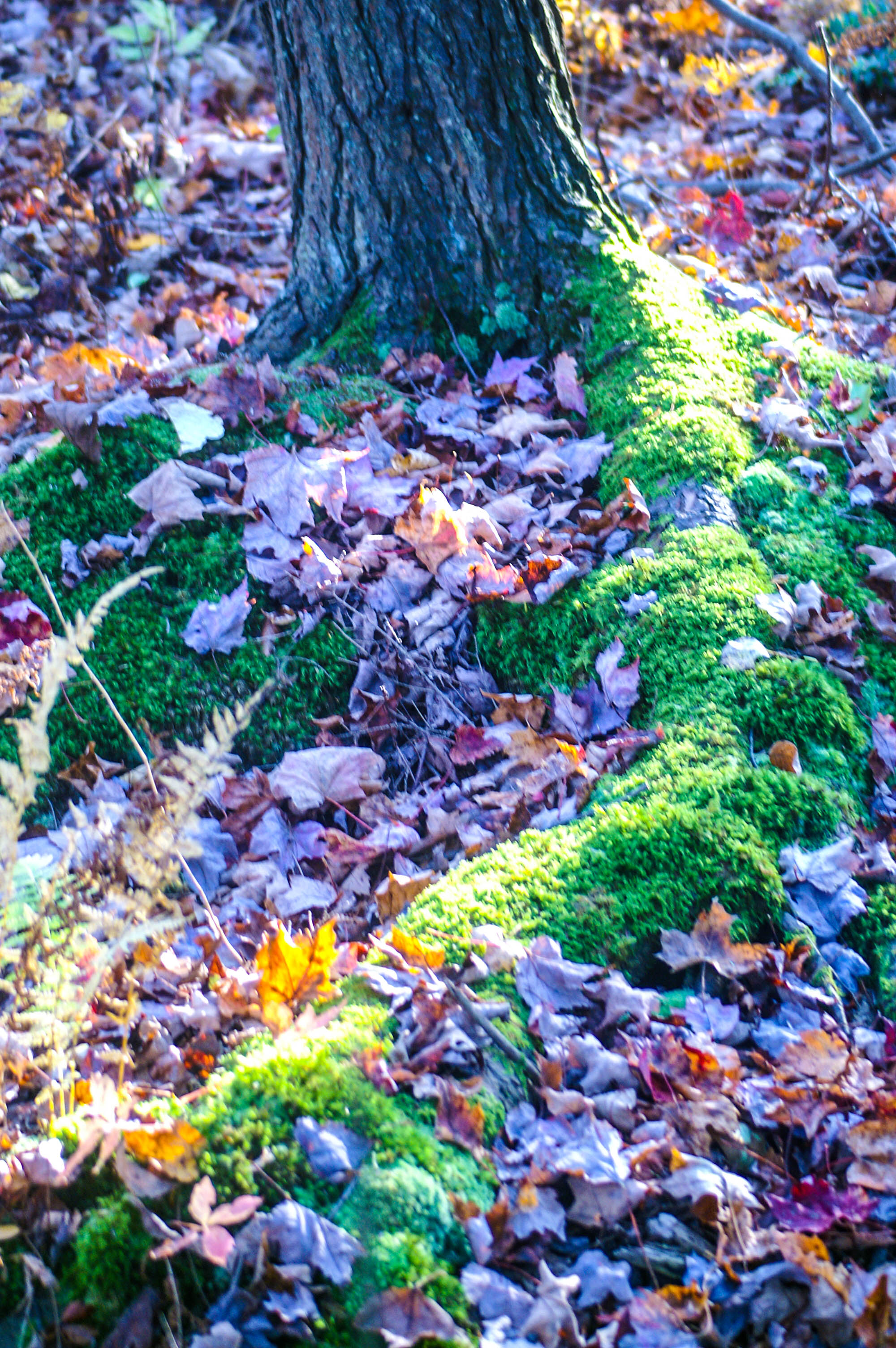 Pennsylvania Forest