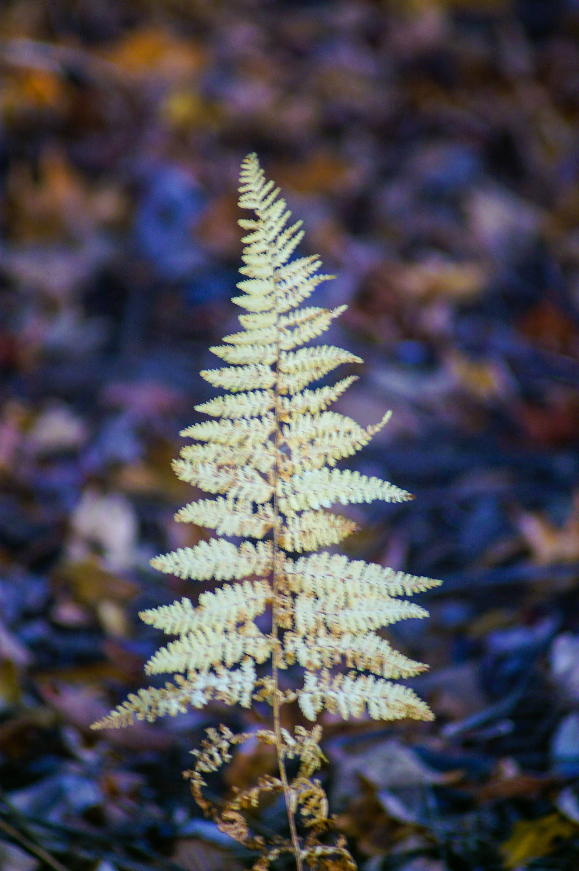 Pennsylvania Forest