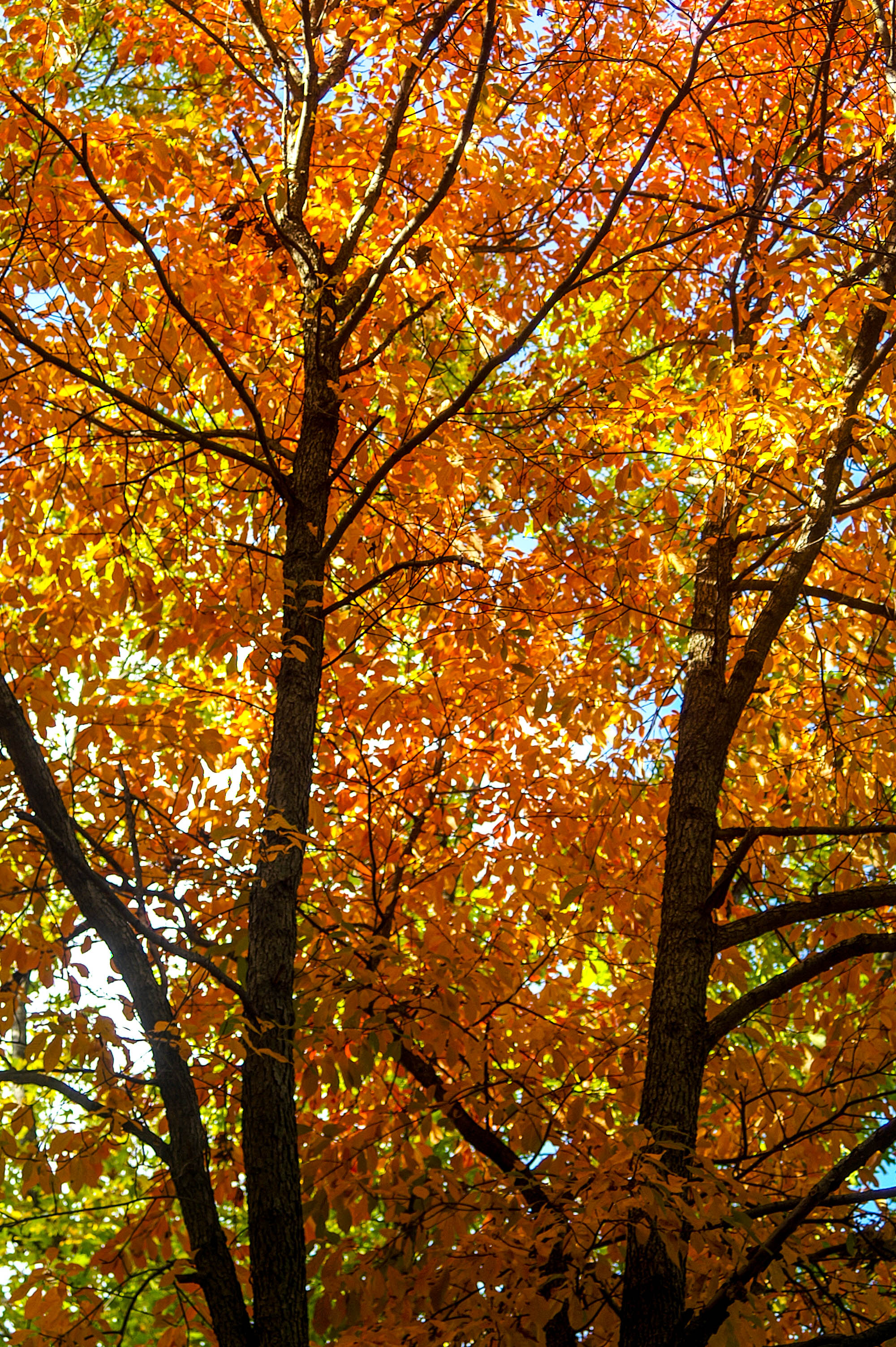 Pennsylvania Forest