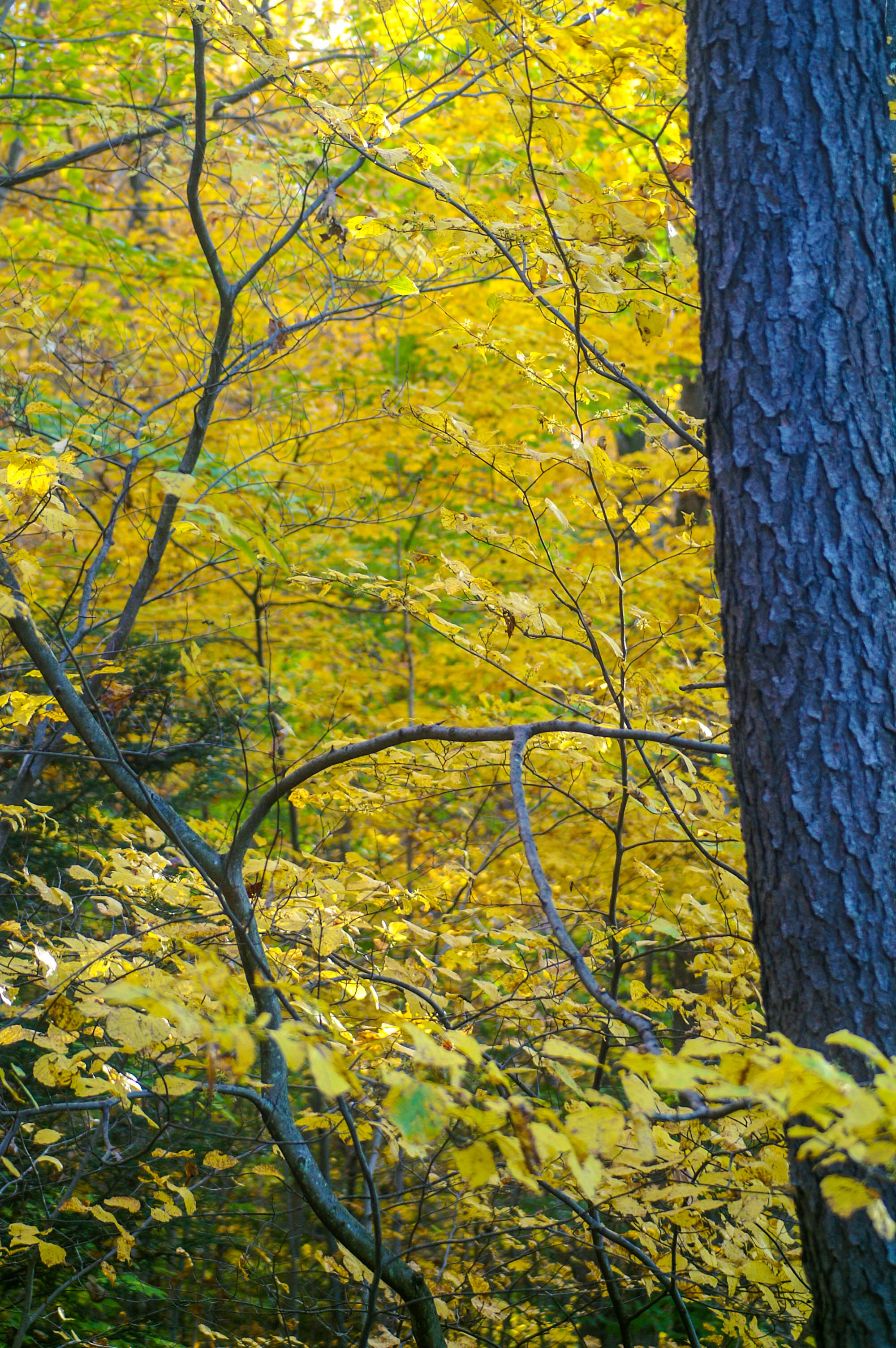 Pennsylvania Forest