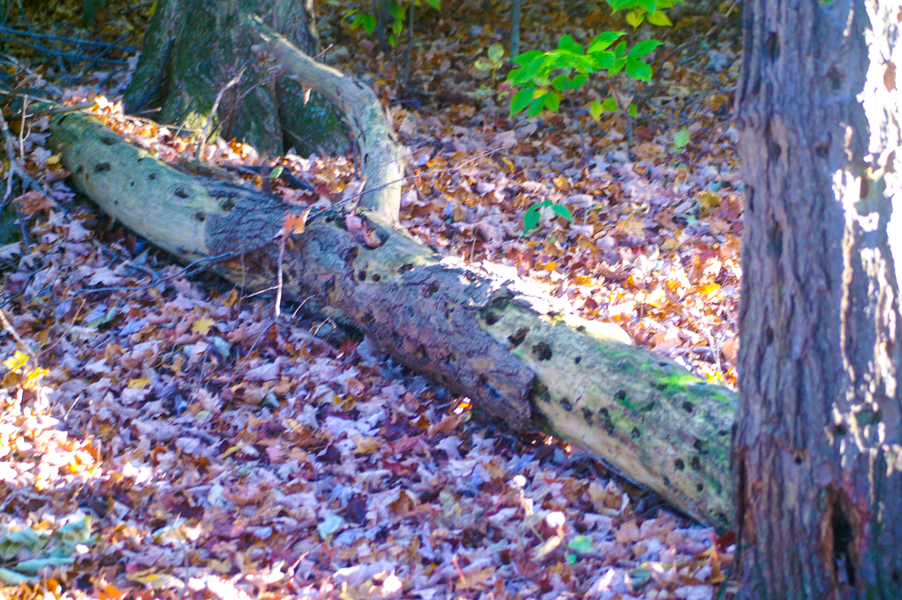 Pennsylvania Forest