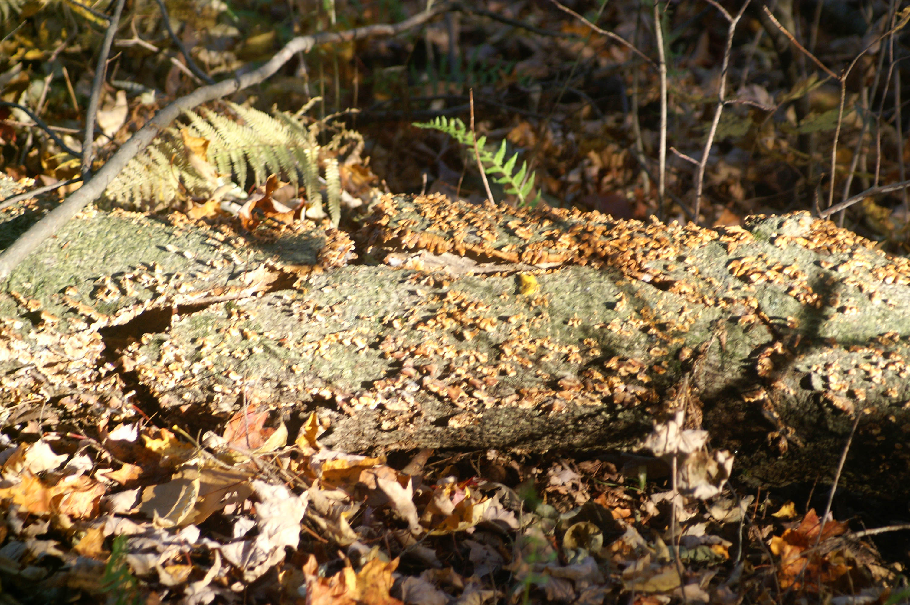 Pennsylvania Forest