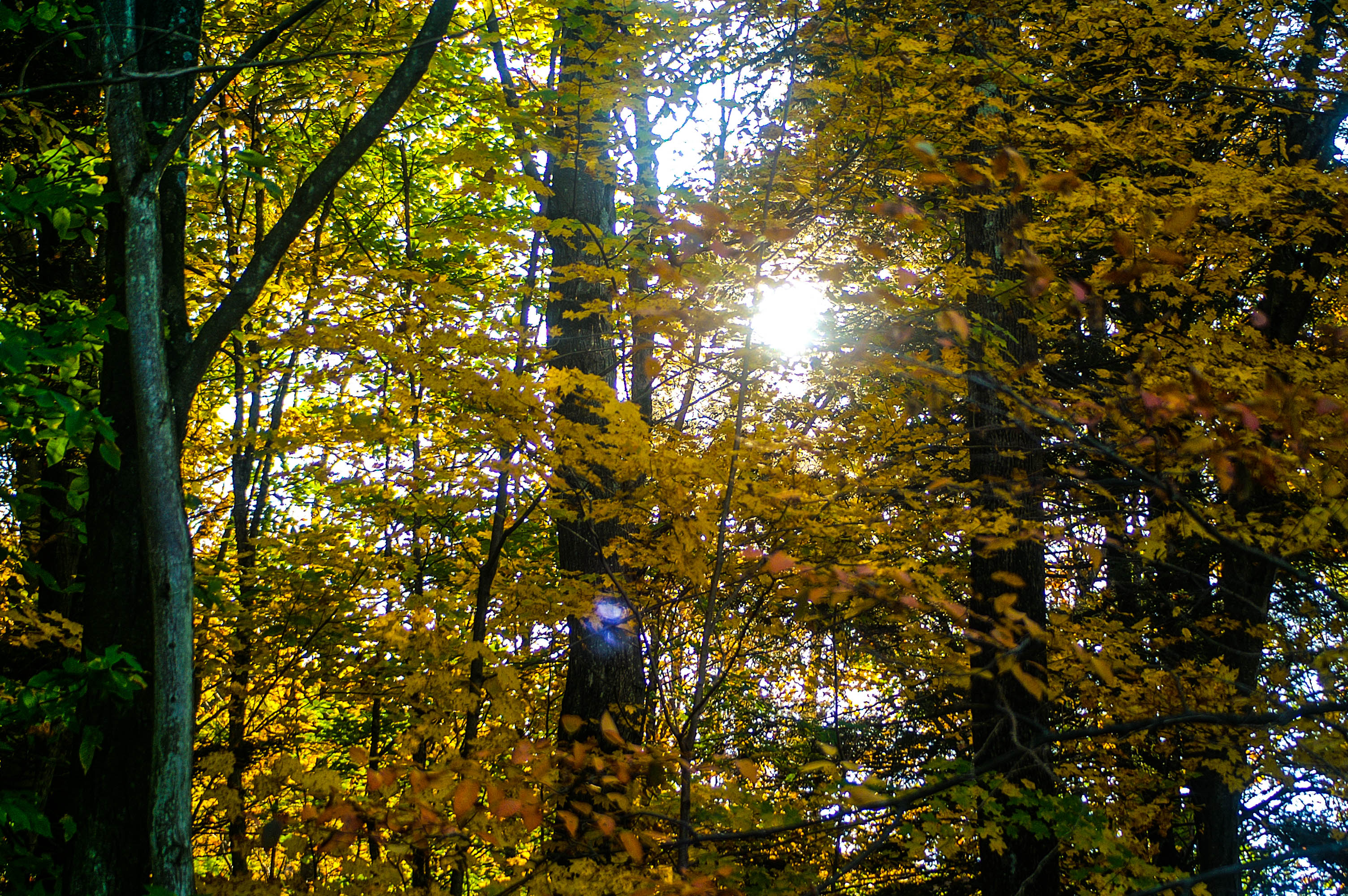 Pennsylvania Forest