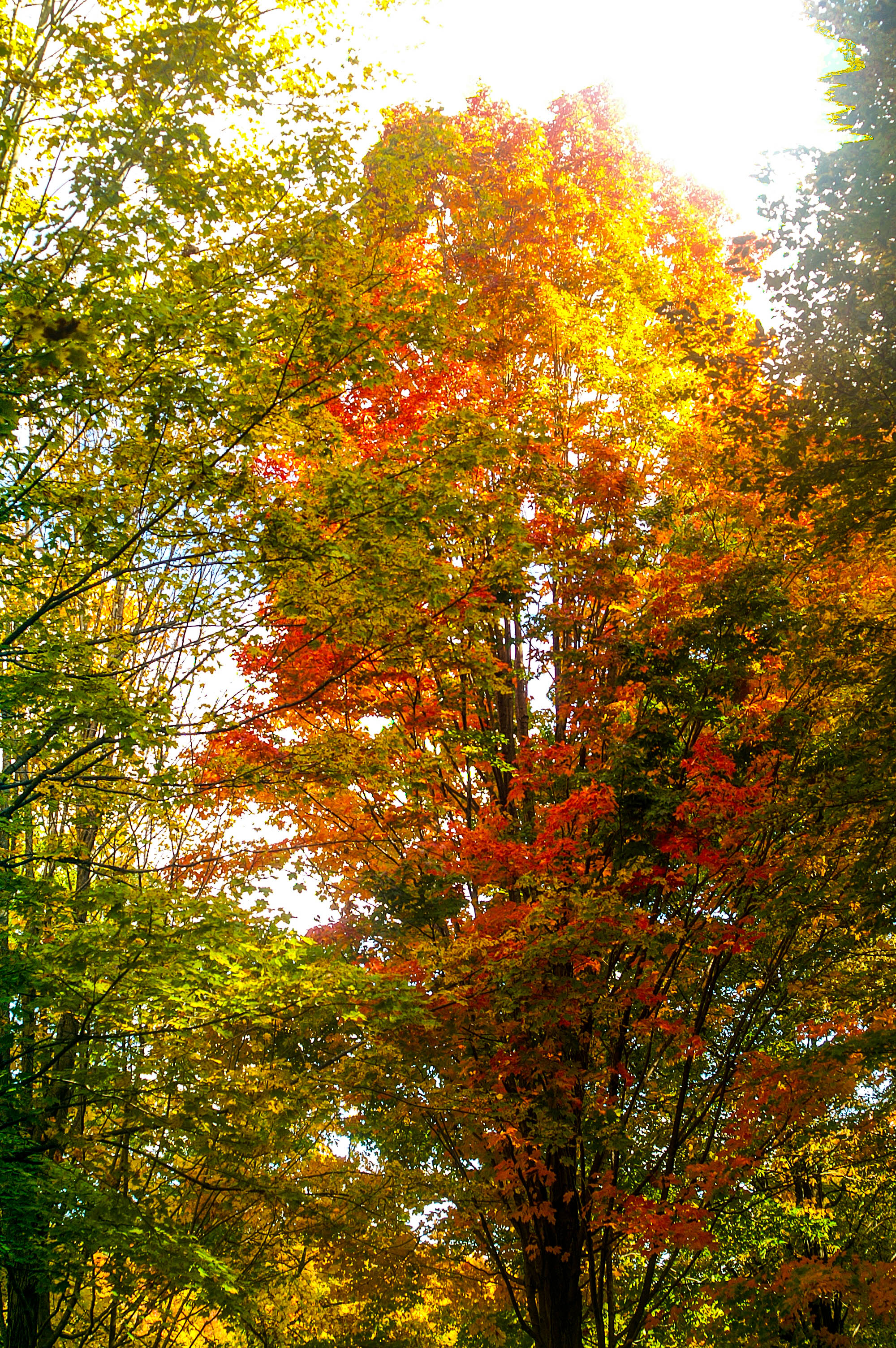 Pennsylvania Forest