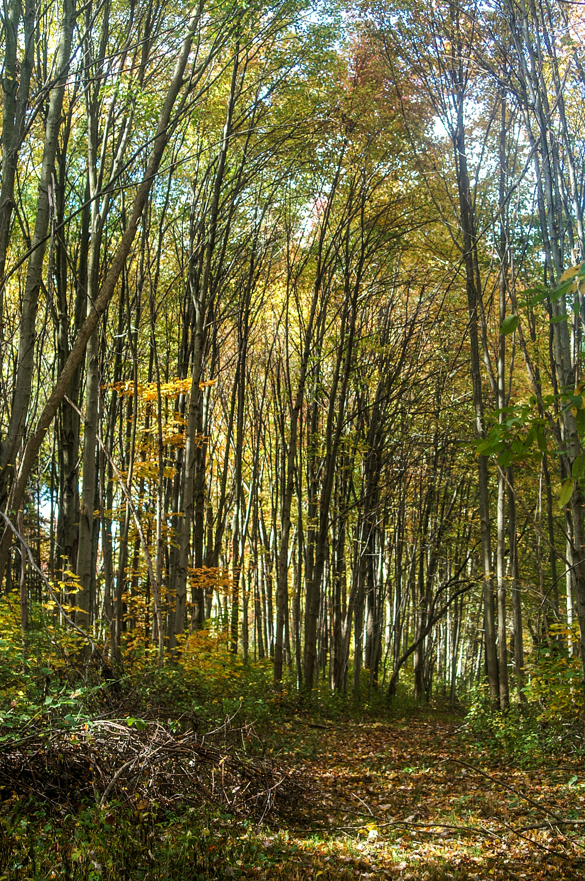 Pennsylvania Forest