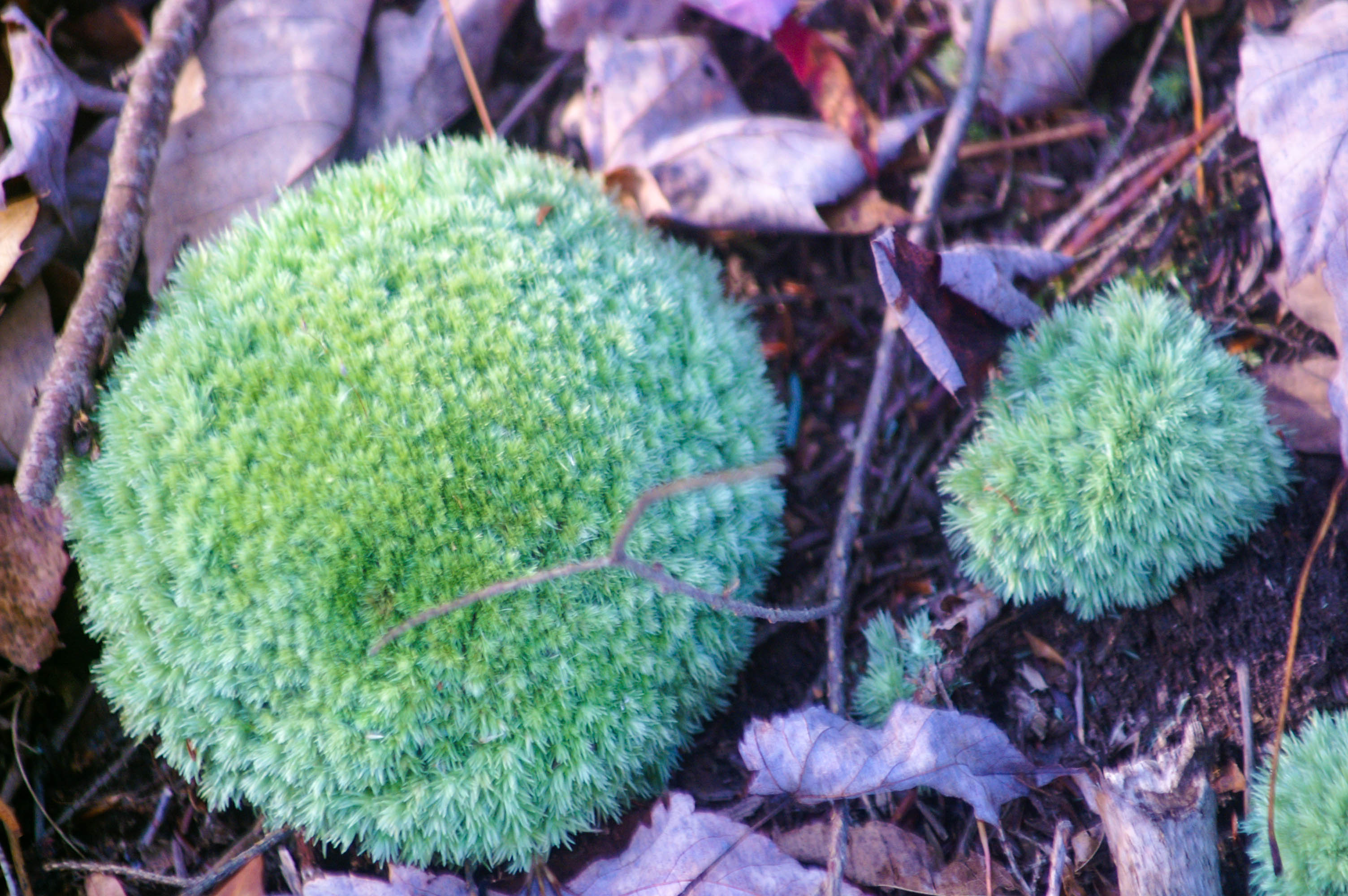 Pennsylvania Forest