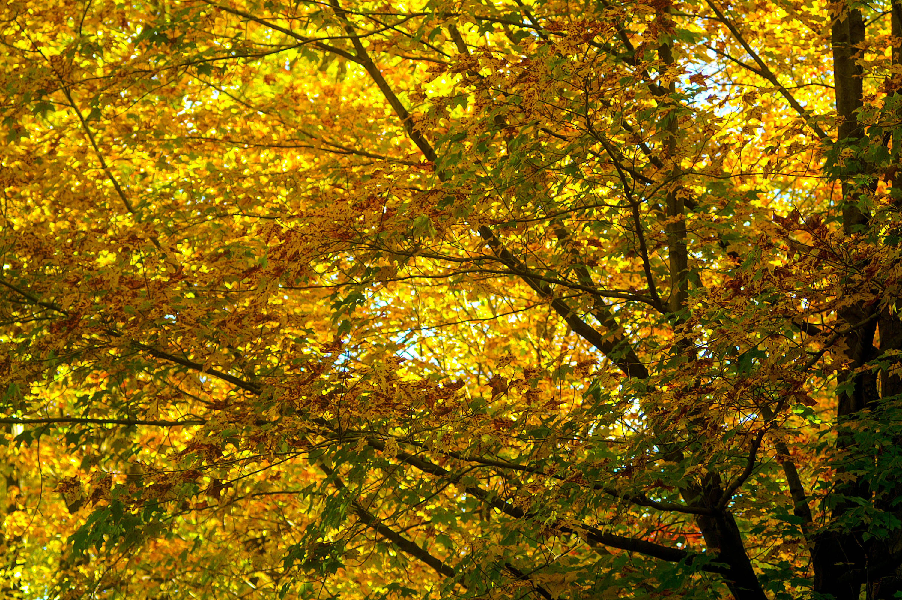 Pennsylvania Forest