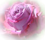 Flower-Vignette-White-4.jpg