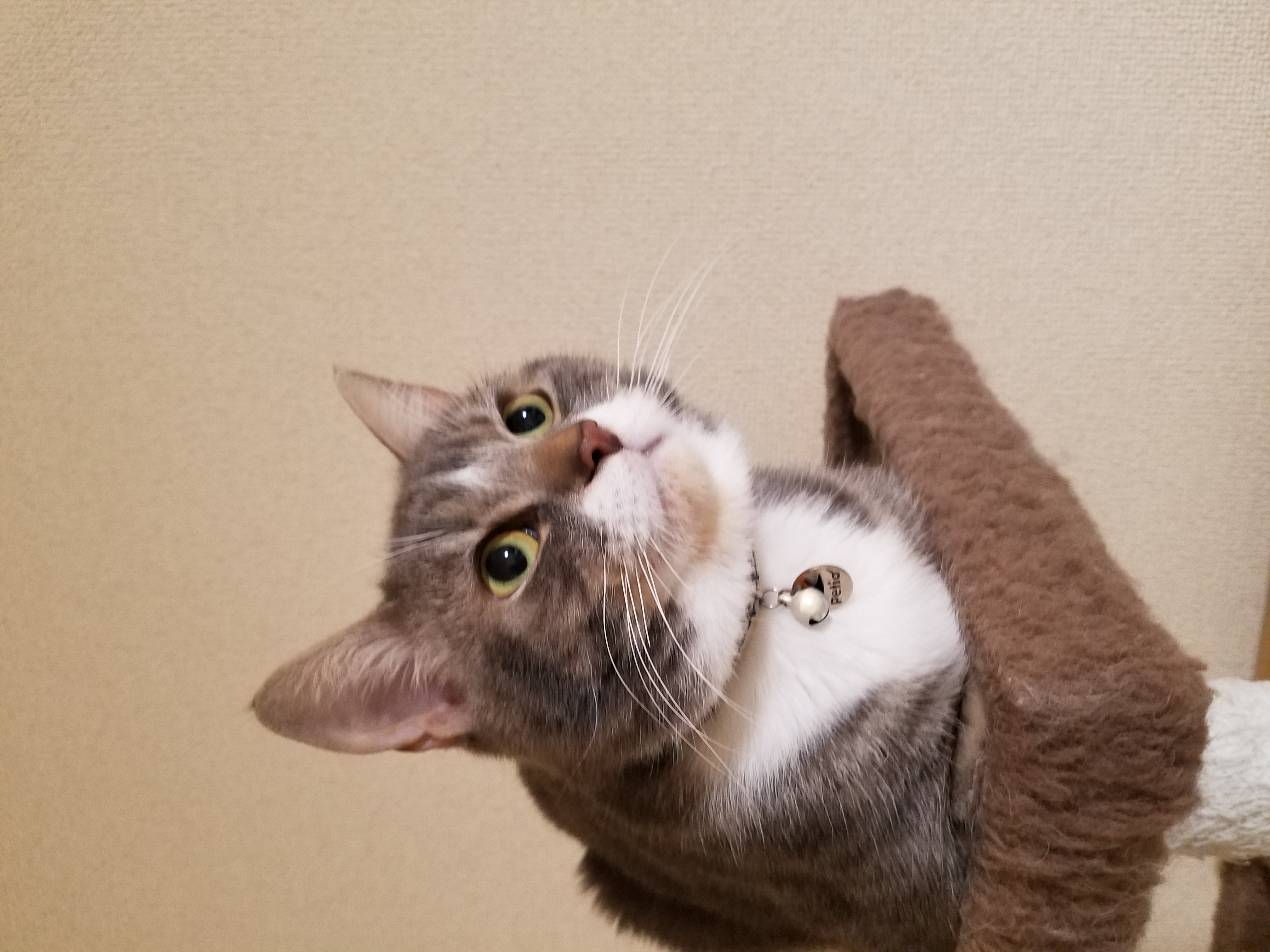 執筆者の写真: fujirireisyon