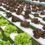 Thumbnail: Gilmore High Contrast Red Butterhead Lettuce by Rijk Zwaan | 1,000 Pills
