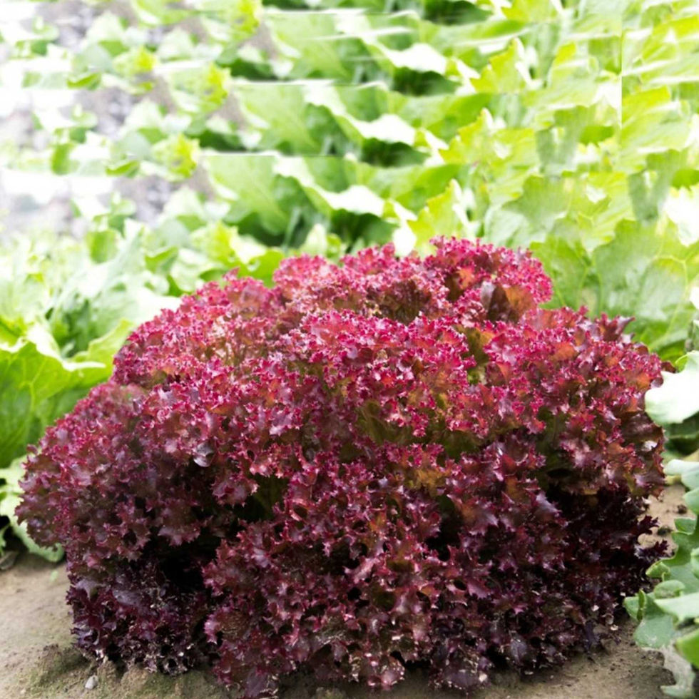 Thumbnail: Concorde RZ | Continental Red Lettuce Seeds | 1000 Pills | by Rijk Zwaan