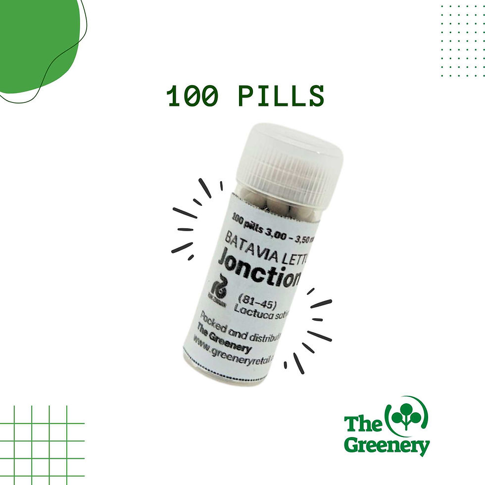 Thumbnail: Jonction Green Batavia | Lettuce Seeds | by Rijk Zwaan | 1000 Pills