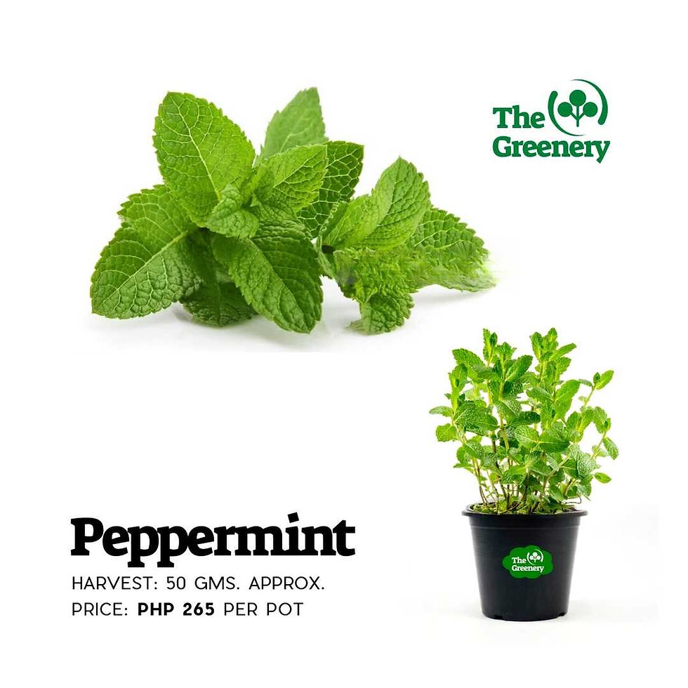 Thumbnail: Peppermint