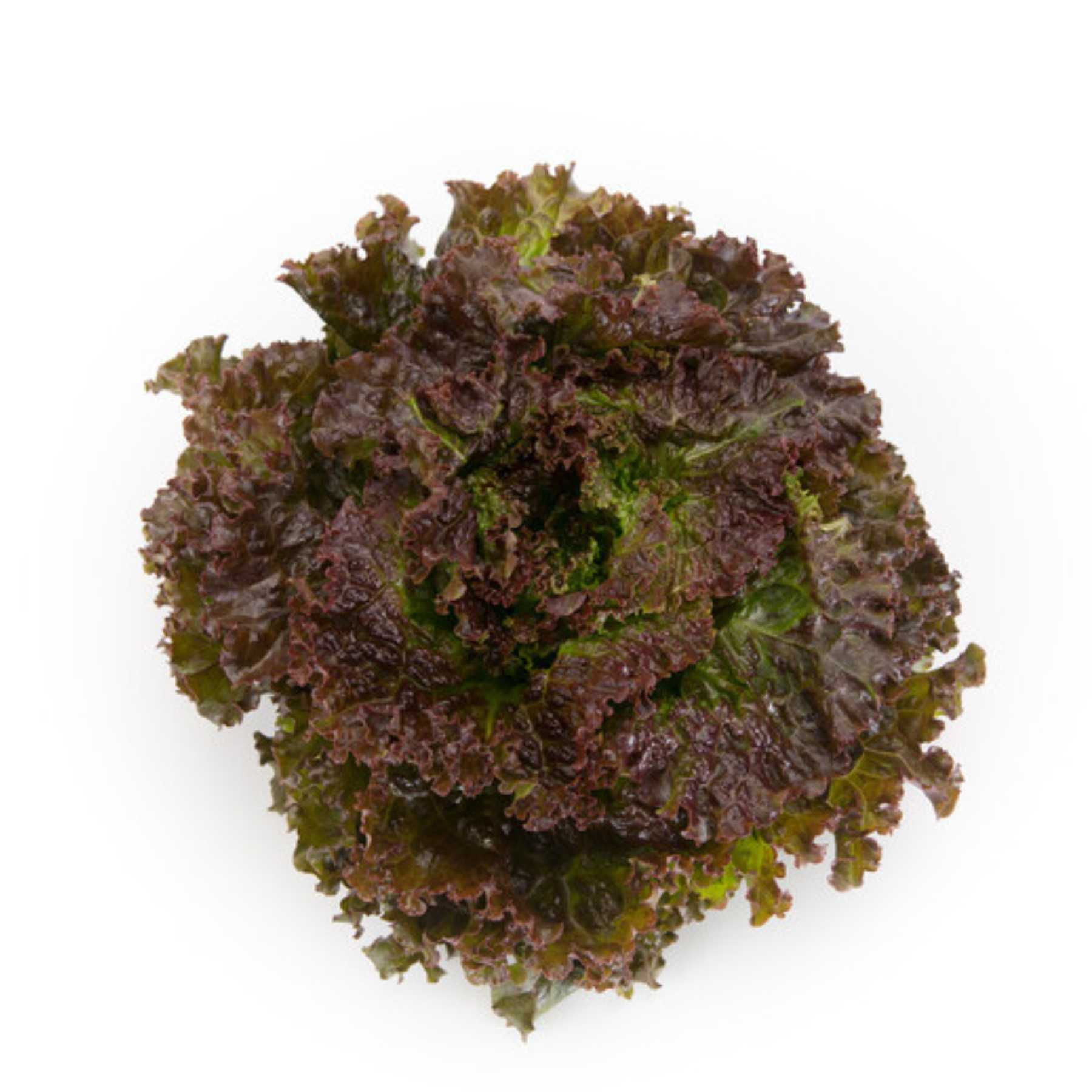 Ruby Sky | by Rijk Zwaan | Pelletized Seeds | Red Batavia | 1000 Pills