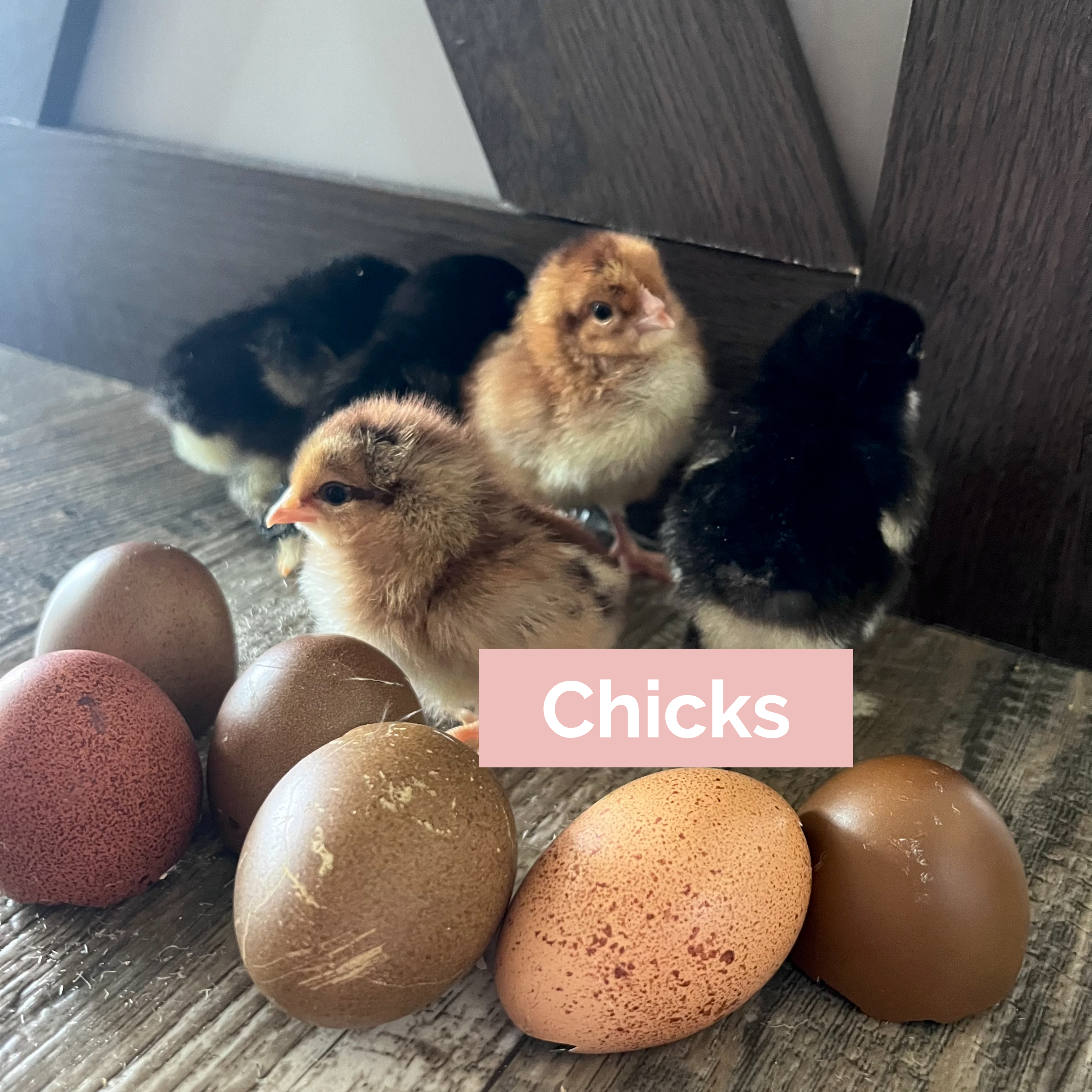 Aluminum Beverage Can   