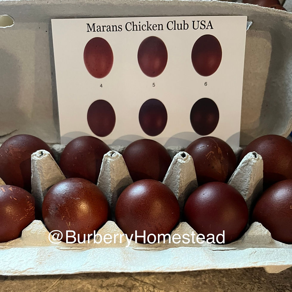 Thumbnail: BLACK COPPER MARANS ROOSTERS — DARK LINE EDITION