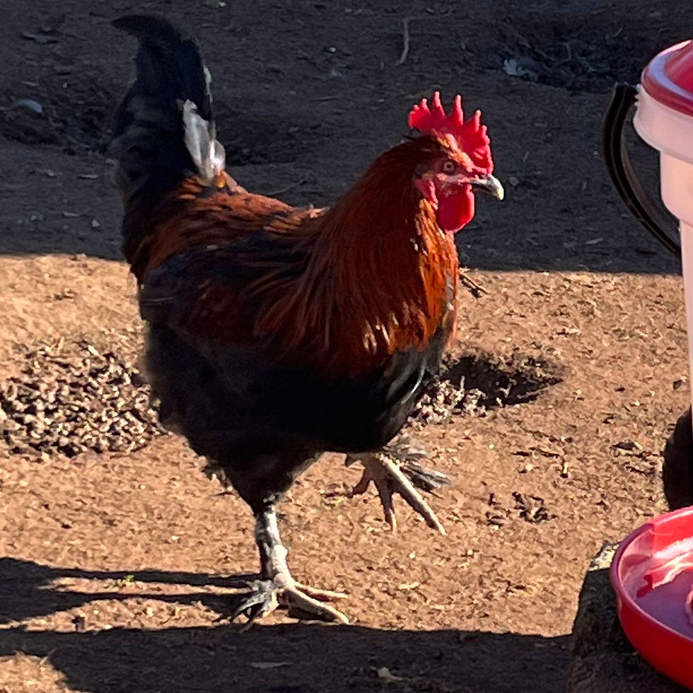 Thumbnail: BLACK COPPER MARANS ROOSTERS — DARK LINE EDITION