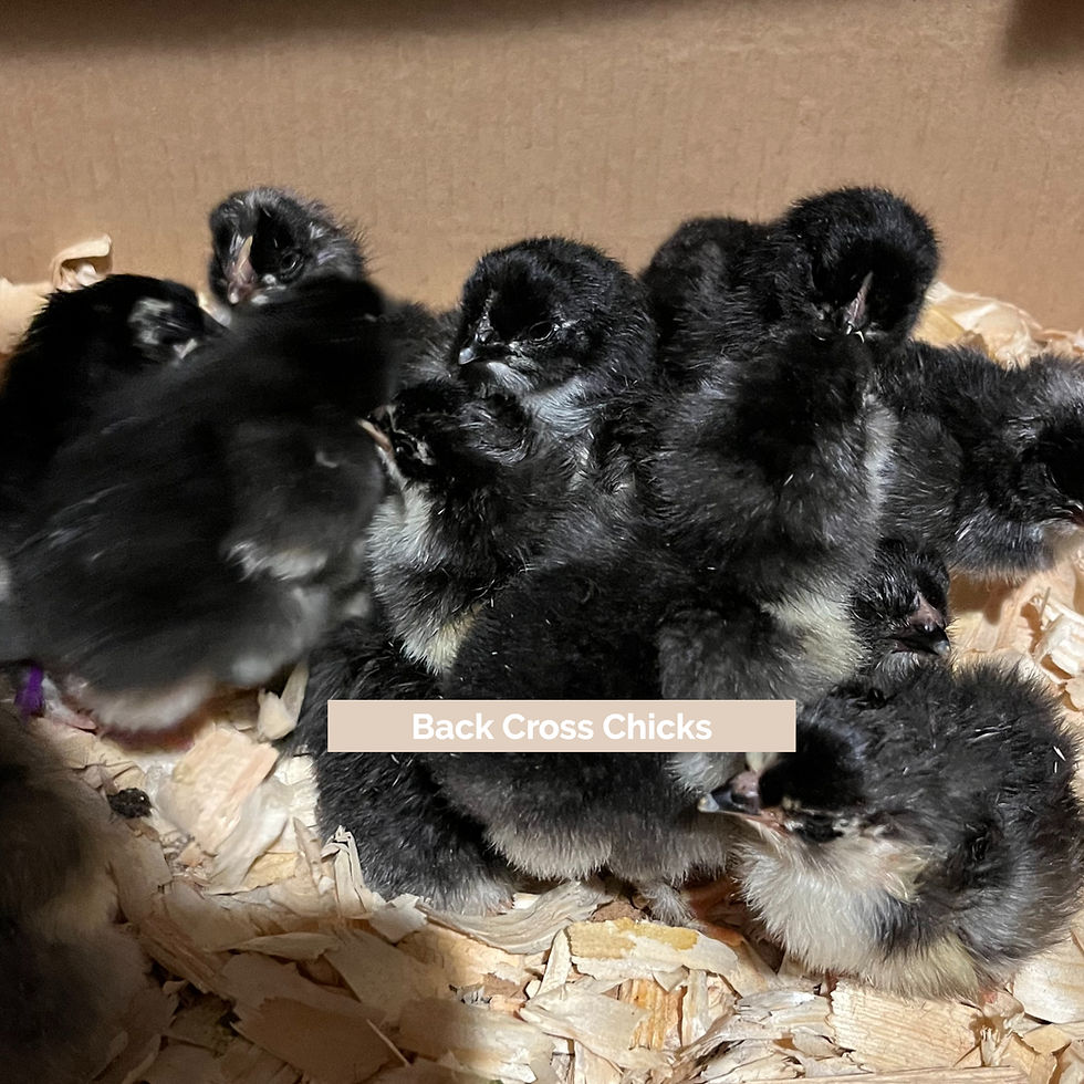 Thumbnail: Baby Chicks
