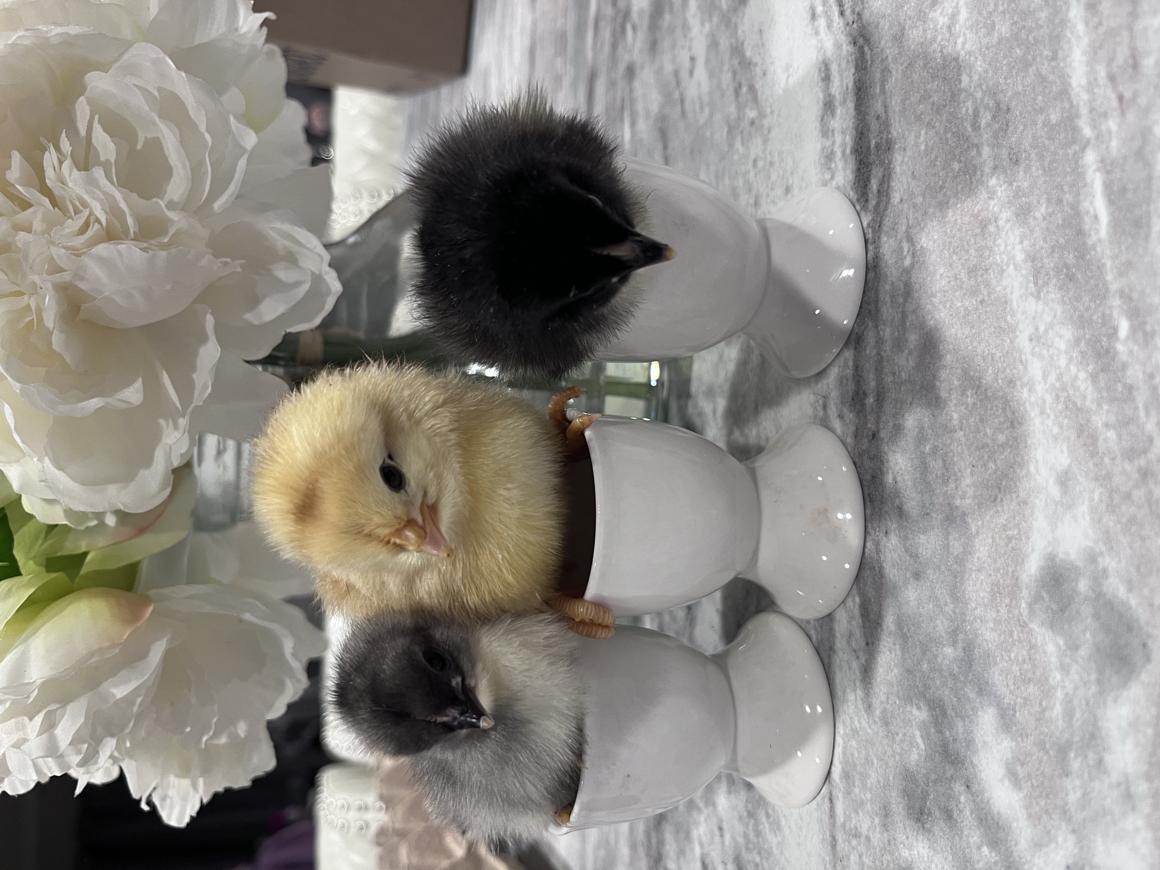 Aluminum Beverage Can   