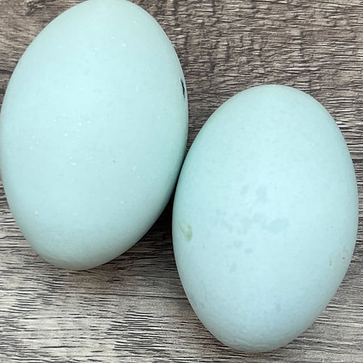 【希少品】ARABIA ヘルヤ Heljä annual egg 2016 Chicken Egg Quality Issues | Meyer Hatchery Blog