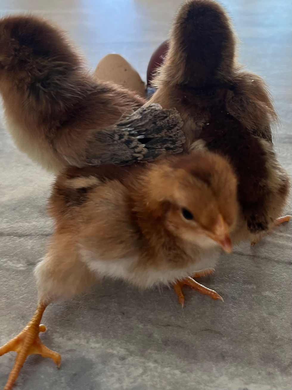 Thumbnail: Welsummer Hatching Eggs