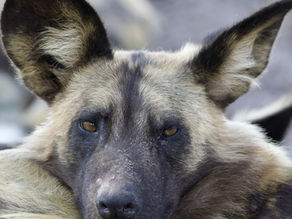 Eight Trips and Still Exceptional: Henk Bassie's Botswana Safari with Fleet Foot Safaris