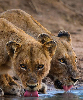 South-Africa-03-Kruger-Lions.jpg