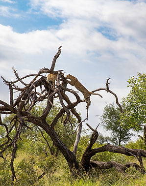 two-leopards-panthera-pardus-climb-a-dead-tree-Kruger.jpg