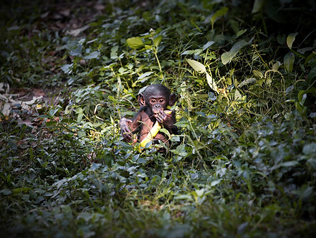 Rwanda-baby-bonobo-monkey-eating-on-a-field