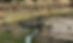 Tanzania-zebra-water-great-migration.jpg