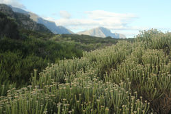 South-Africa-20-Fynbos
