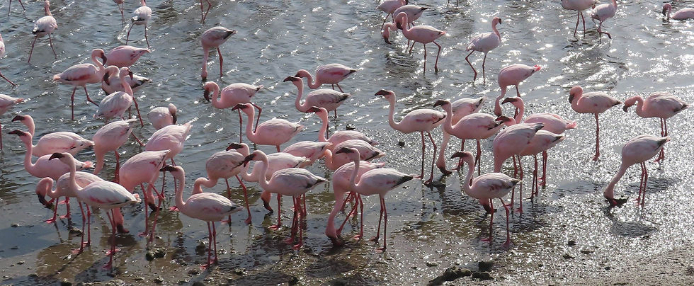 Namibia-52-Flamingos
